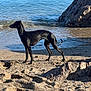 alert, animal, beach, black_dog, calm, coast, daytime, dog, landscape, nature, outdoor, pet, rocks, sand, sea, shore, standing, sunlight, water, waves