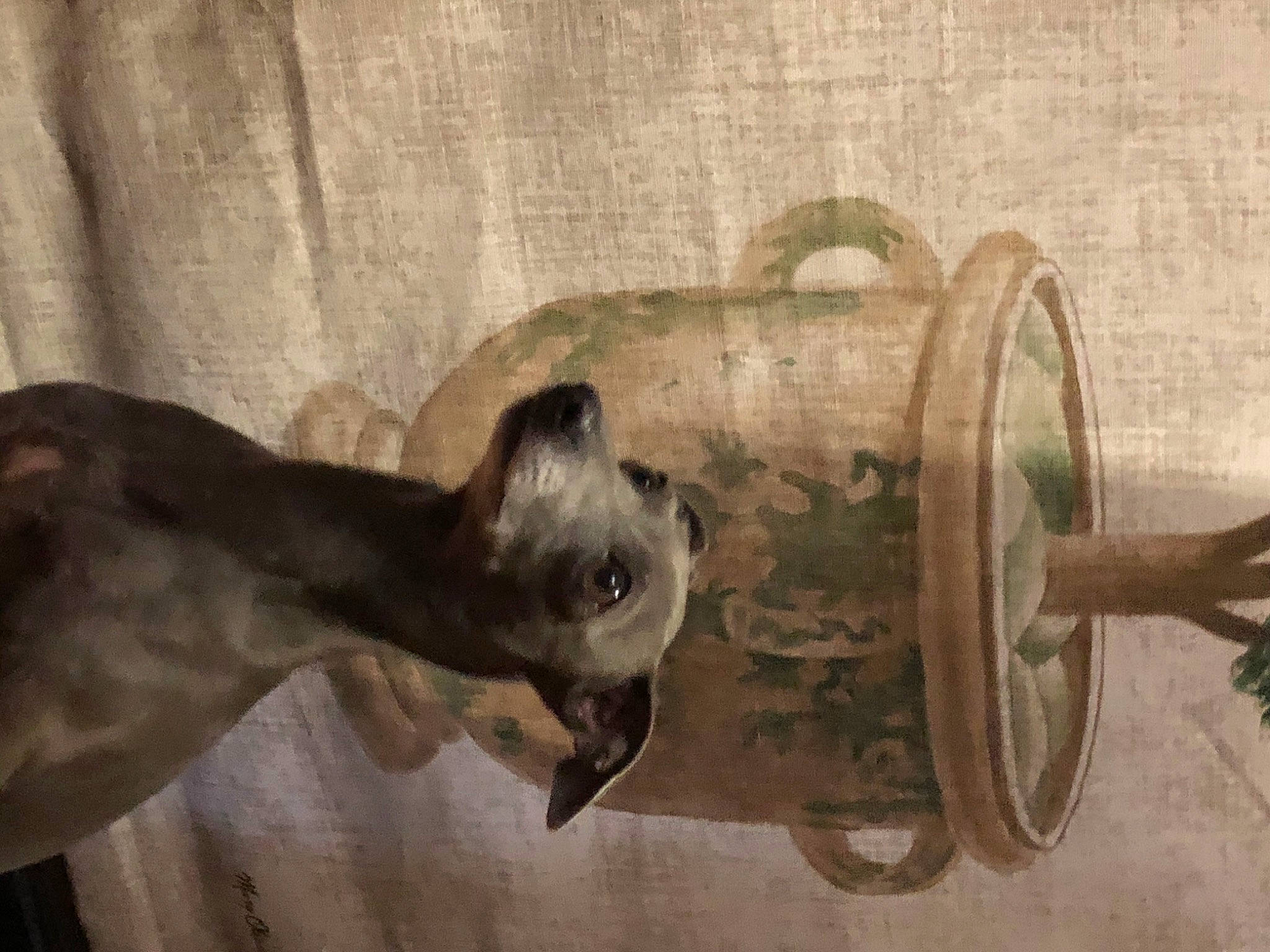 Mota participe au concours pour gagner de l'argent avec cette photo : carnivore, cat, fawn, felidae, small_to_medium_sized_cats