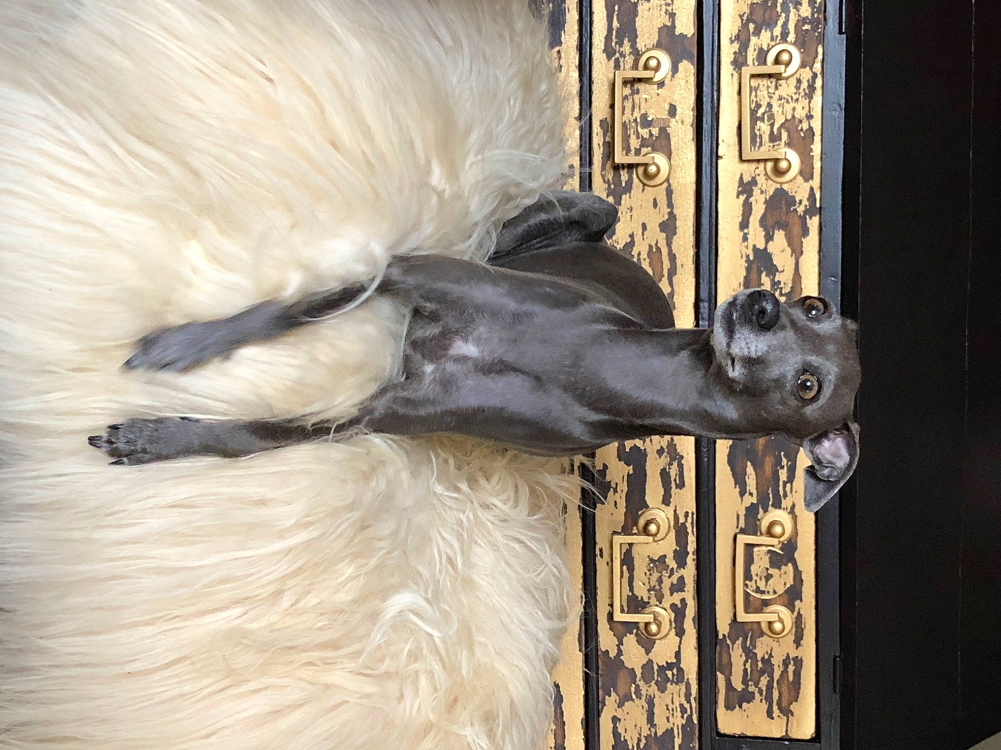 Mota a rejoint le concours — aidez-le/la à gagner de superbes lots ! canidae, fur, horse, tail