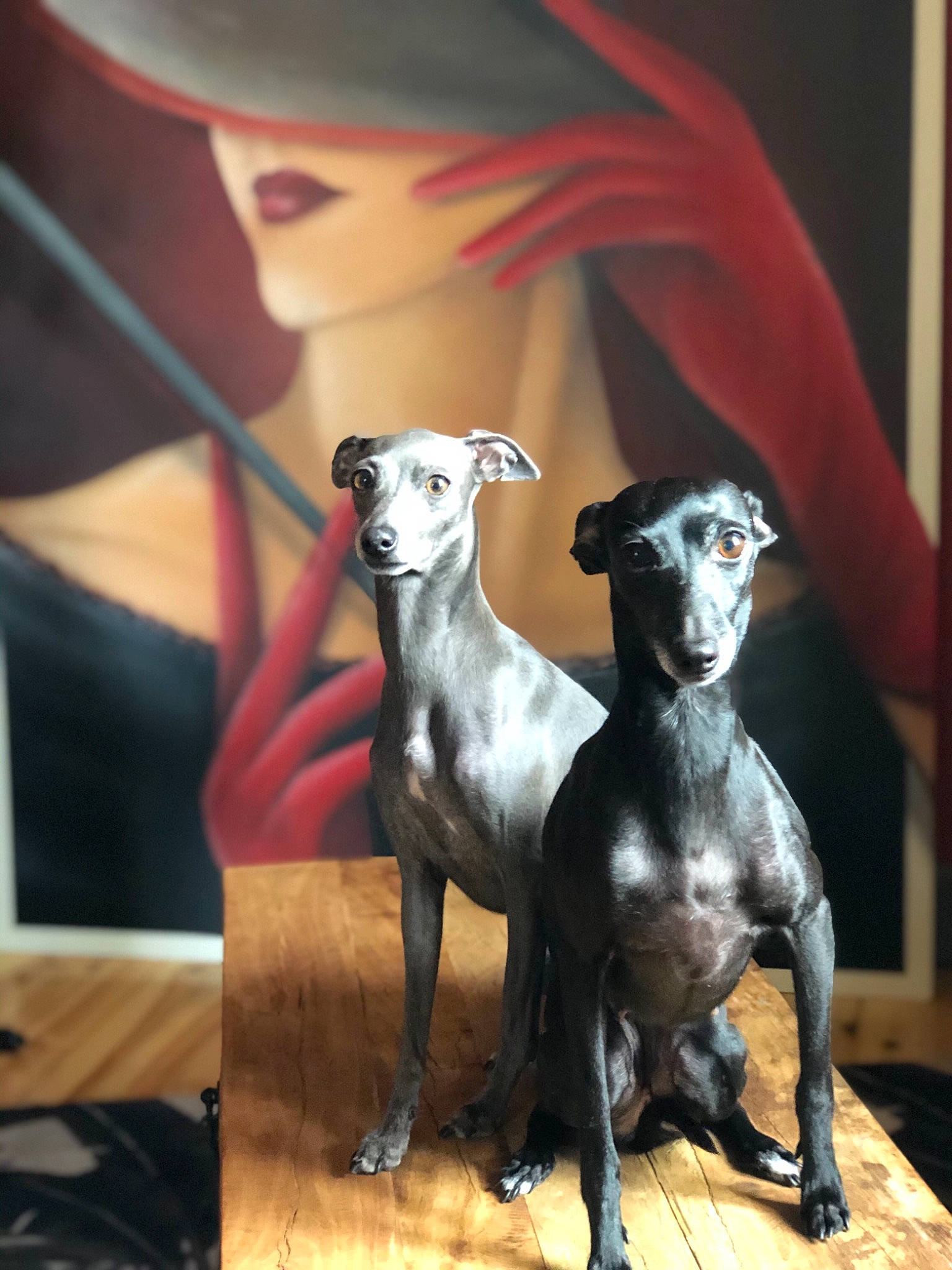 Mota a rejoint le concours — aidez-le/la à gagner de superbes lots ! canidae, carnivore, chippiparai, dog, dog_breed, galgo_espanol, greyhound, hortaya_borzaya, italian_greyhound, lurcher, mammal, mudhol_hound, rampur_greyhound, rare_breed_dog, sighthound, sloughi, snout, toy_dog, vertebrate, whippet