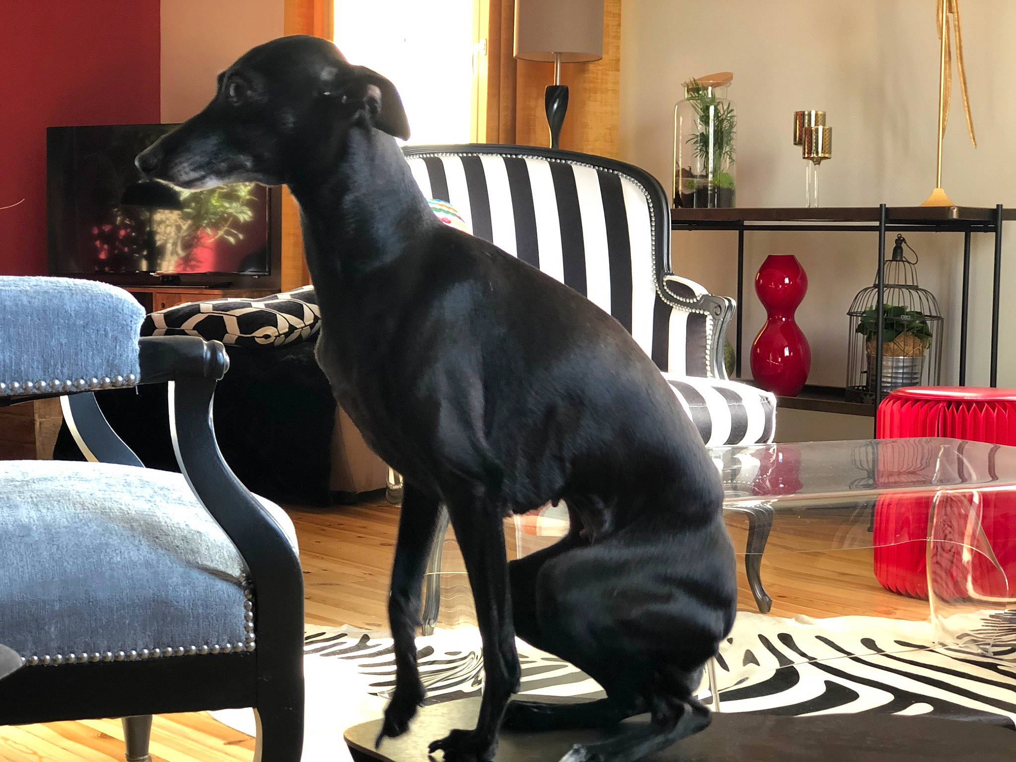 Hermione participe au concours pour gagner de l'argent avec cette photo : canidae, carnivore, companion_dog, dog, dog_breed, fawn, furniture, great_dane, greyhound, guard_dog, interior_design, italian_greyhound, mammal, mudhol_hound, non_sporting_group, polish_greyhound, sighthound, vertebrate, whippet, window