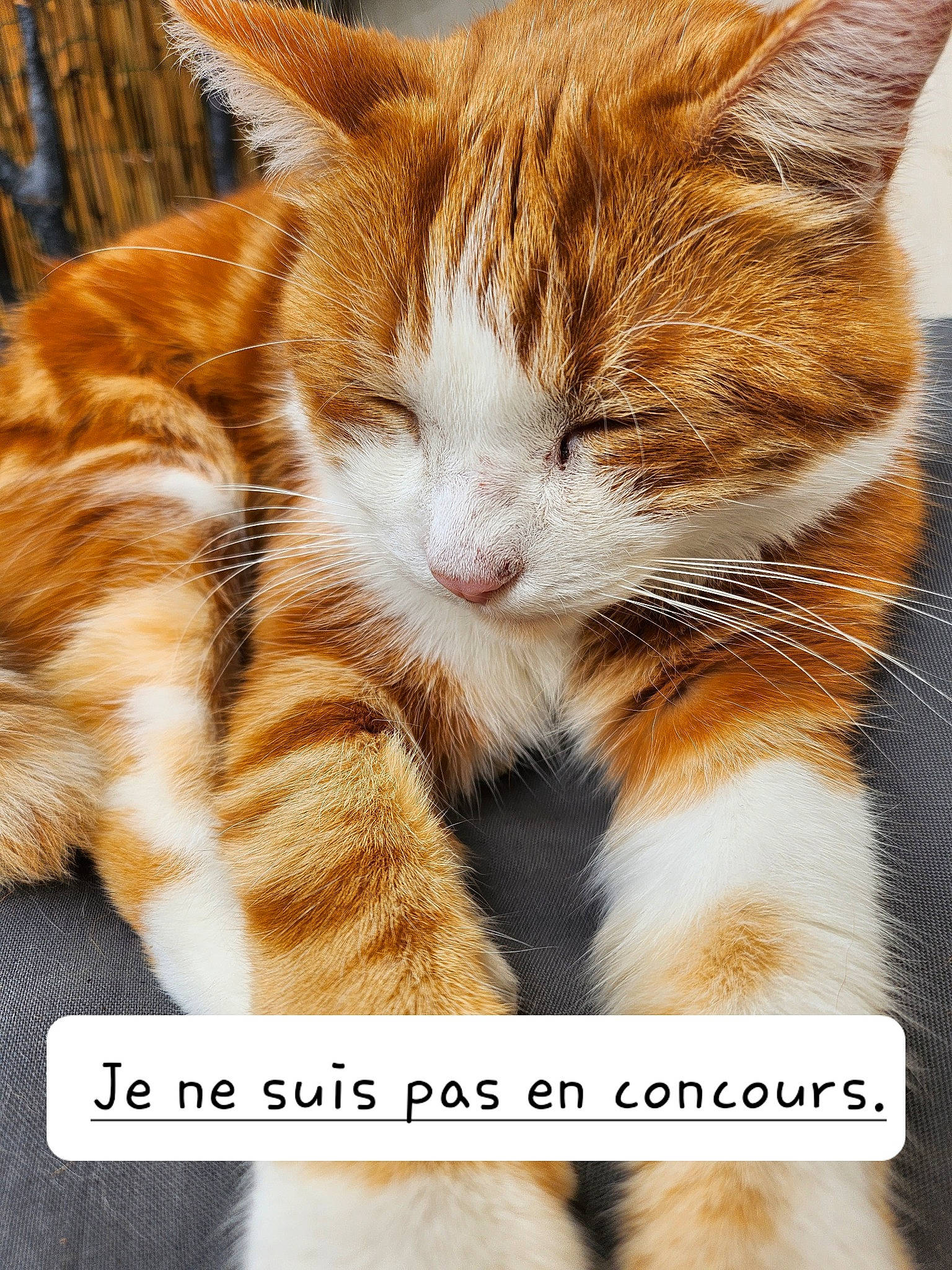 Caramel a rejoint le concours — aidez-le/la à gagner de superbes lots ! carnivore, cat, claw, comfort, domestic_short_haired_cat, fawn, felidae, font, foot, fur, organism, paw, photo_caption, photography, small_to_medium_sized_cats, snout, stock_photography, tail, terrestrial_animal, whiskers