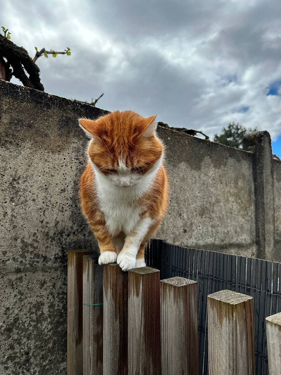 Caramel a rejoint le concours — aidez-le/la à gagner de superbes lots ! carnivore, cat, cloud, domestic_short_haired_cat, fawn, felidae, fence, fur, grass, home_fencing, plant, sky, small_to_medium_sized_cats, snout, tail, tree, trunk, whiskers, window, wood