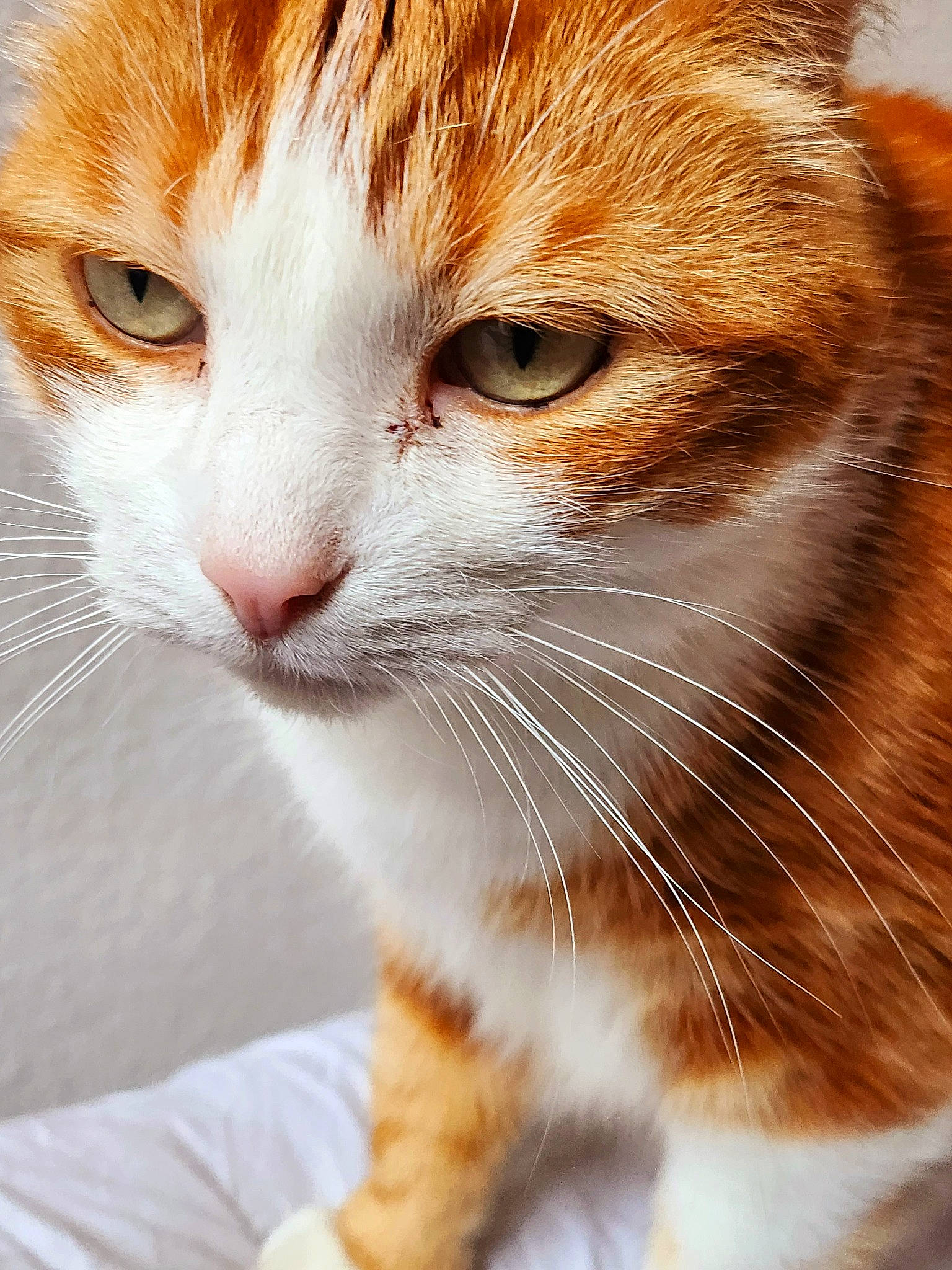 Caramel participe au concours pour gagner de l'argent avec cette photo : carnivore, cat, claw, close_up, comfort, domestic_short_haired_cat, ear, eye, fawn, felidae, fur, head, human_body, iris, paw, small_to_medium_sized_cats, snout, tail, whiskers, window