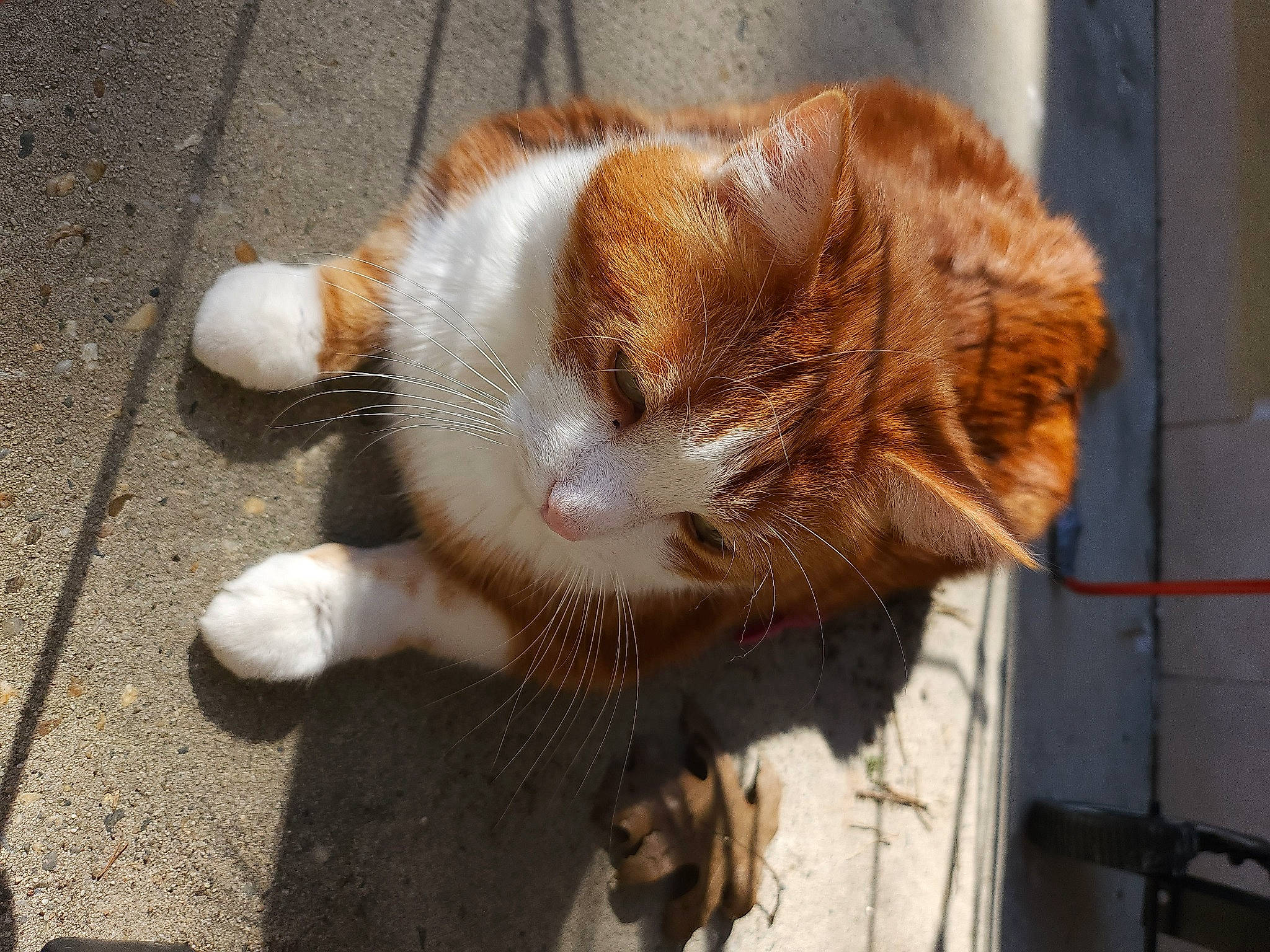 Caramel a rejoint le concours — aidez-le/la à gagner de superbes lots ! carnivore, cat, claw, domestic_short_haired_cat, eye, fawn, felidae, fur, paw, small_to_medium_sized_cats, snout, tail, terrestrial_animal, whiskers, window