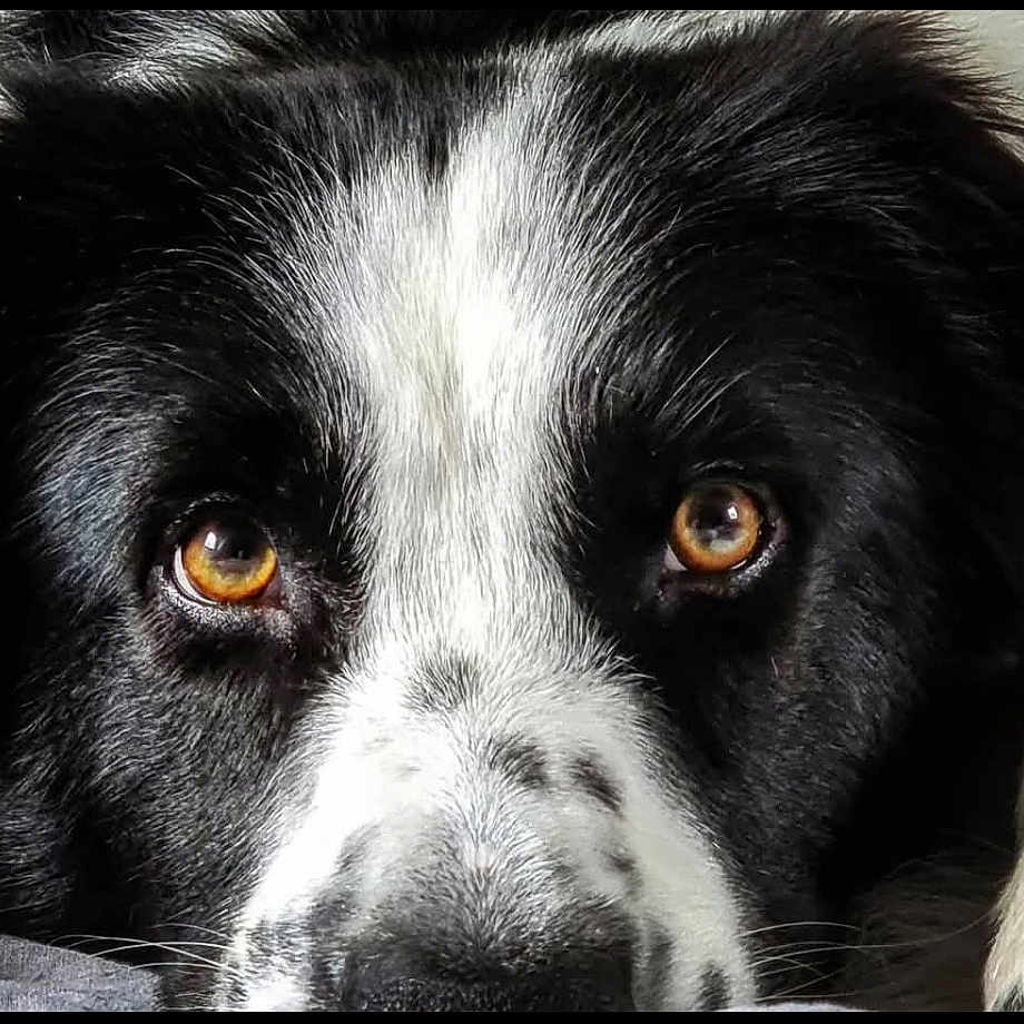 Paco participe au concours pour gagner de l'argent avec cette photo : animal, canine, cockerspaniel, collie, dog, hound, husky, labradorretriever, person, pet, pointer, puppy, sleeping, snout, whitedog