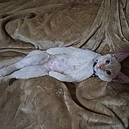 Ghost joined the competition — help win amazing prizes! animal, blanket, brown_blanket, cat, collar, cozy, cute, ears, feline, fur, indoor, looking_at_camera, lying_down, pet, relaxed, resting, soft_texture, tail, whiskers, white_cat