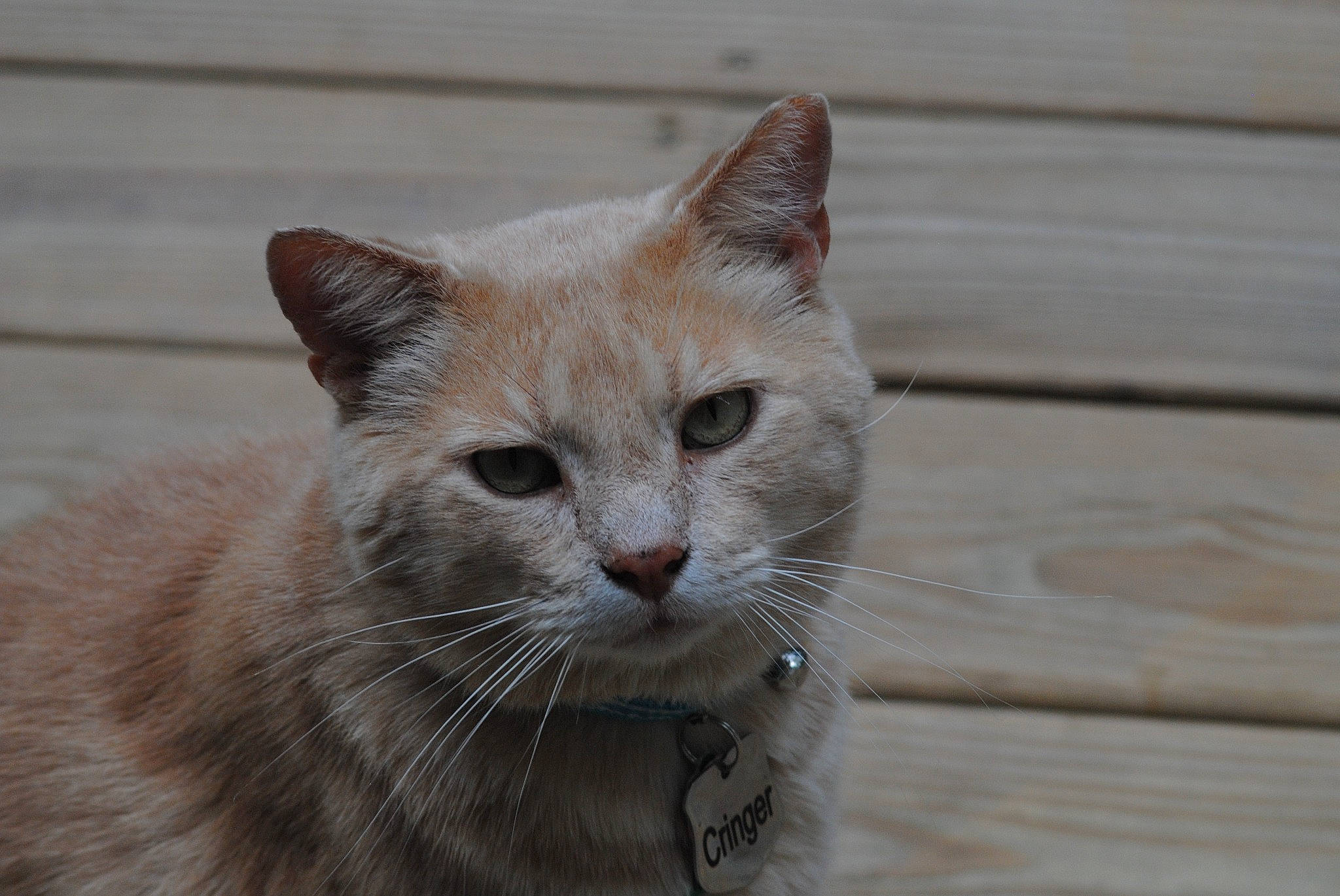 Cringer is registered to the contest to win money with this photo: carnivore, cat, domestic_short_haired_cat, fawn, felidae, fur, hardwood, small_to_medium_sized_cats, snout, terrestrial_animal, whiskers, wildlife, window, wood