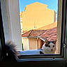 Tresor participe au concours pour gagner de l'argent avec cette photo : cat, window, tail, rooftop, building, sky, outdoor, daylight, curious, pet, animal, fluffy, white, brown, yellow_eyes, sunlight, architecture, home, relaxing, nature