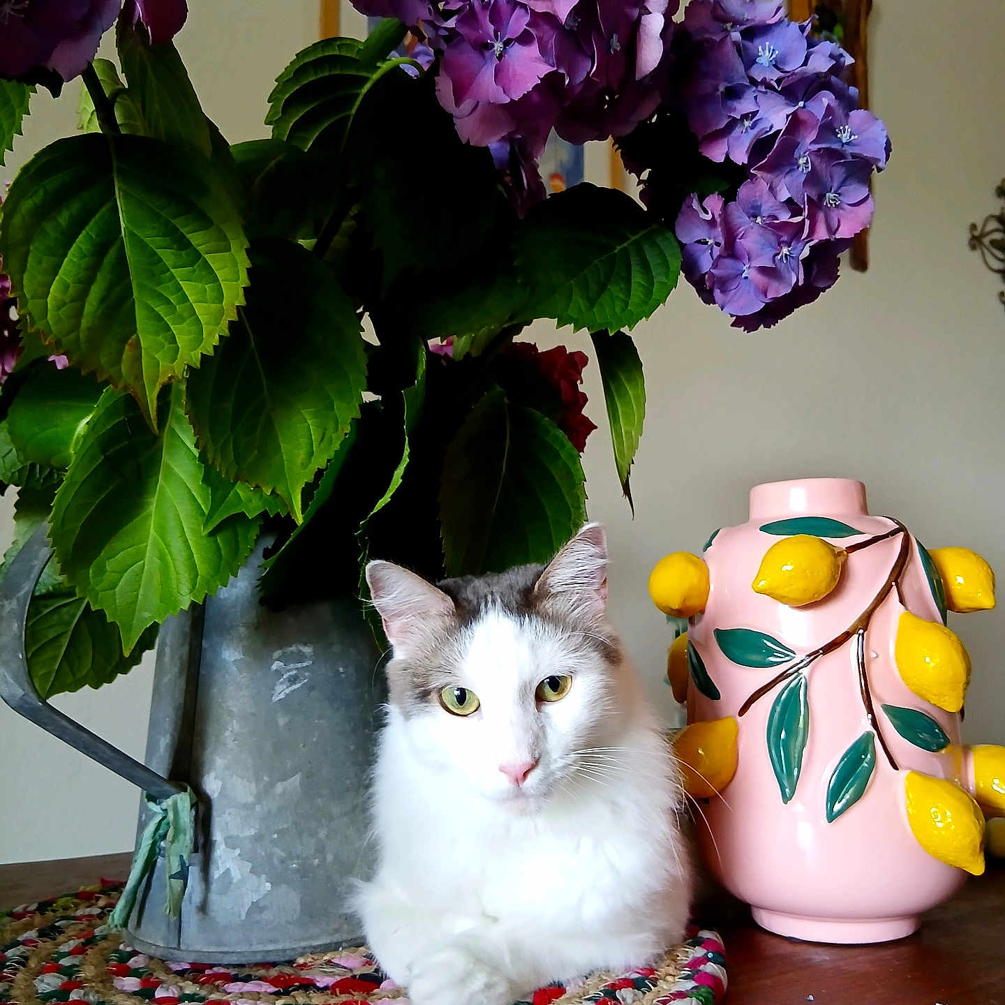 Tresor a rejoint le concours — aidez-le/la à gagner de superbes lots ! cat, flower, purple_flower, green_leaf, watering_can, vase, decorative_vase, lemon, table, woven_mat, indoor, still_life, pet, feline, plant, colorful, cozy, home_decor, cute, relaxed