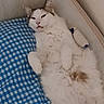 Tresor participe au concours pour gagner de l'argent avec cette photo : cat, fluffy, white_cat, gray_spots, lying_down, blue_pillow, checkered_pattern, indoor, pet, relaxed, cute, feline, soft_fur, resting, animal, cozy, close_up, bed, home, sleepy