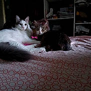 Tresor a rejoint le concours — aidez-le/la à gagner de superbes lots ! cat, tabby_cat, white_cat, bed, bedspread, patterned_bedspread, indoor, furniture, shelf, household_items, pet, animal, resting, curious, looking_at_camera, feline, fur, domestic, two_cats, cozy