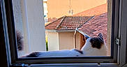 Tresor a rejoint le concours — aidez-le/la à gagner de superbes lots ! cat, windowsill, window, rooftop, building, sky, blue_sky, sunlight, outdoor, pet, animal, feline, relaxing, daytime, architecture, tile_roof, white_wall, curiosity, domestic_animal, peaceful