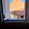 cat, windowsill, window, rooftop, building, sky, blue_sky, sunlight, outdoor, pet, animal, feline, relaxing, daytime, architecture, tile_roof, white_wall, curiosity, domestic_animal, peaceful