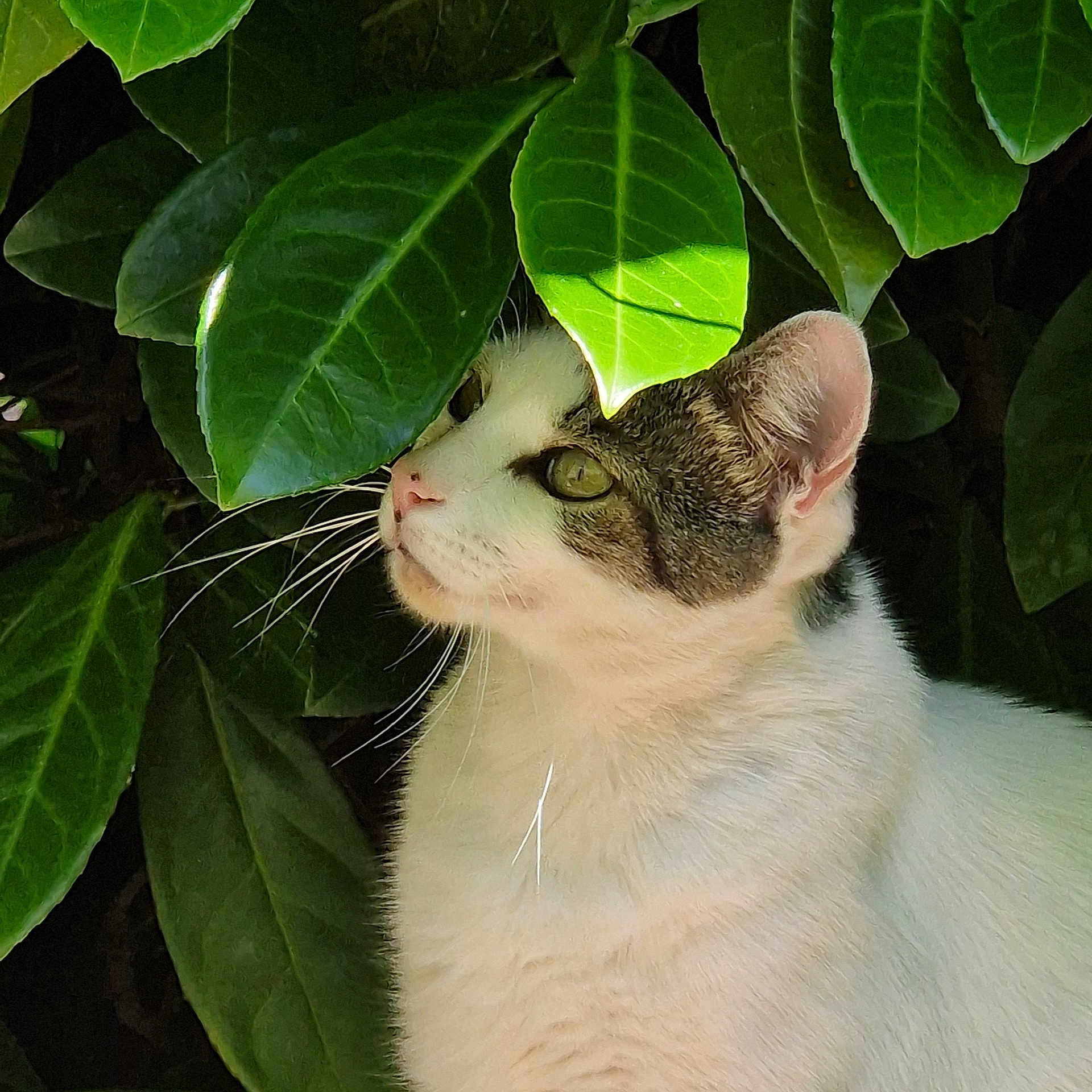Tao participe au concours pour gagner de l'argent avec cette photo : abyssinian, acanthaceae, angora, animal, cat, flower, green, head, herbal, herbs, ivy, kitten, leaf, manx, person, pet, plant, pottedplant, siamese, vegetation