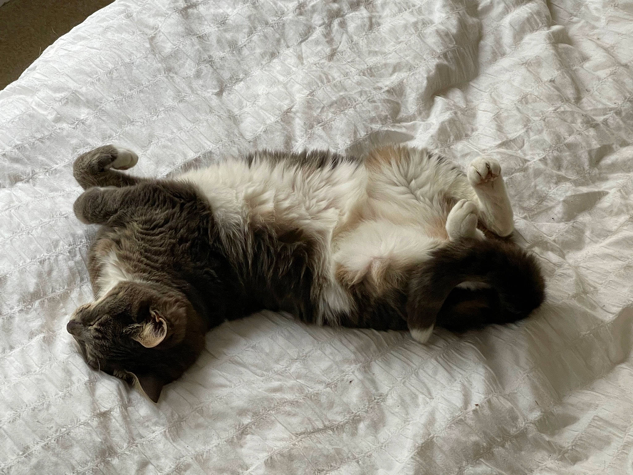 Pebbles is registered to the contest to win money with this photo: canidae, carnivore, cat, claw, comfort, dog_breed, domestic_short_haired_cat, fawn, felidae, fur, grey, nap, paw, small_to_medium_sized_cats, snout, sporting_group, tail, terrestrial_animal, vehicle, whiskers