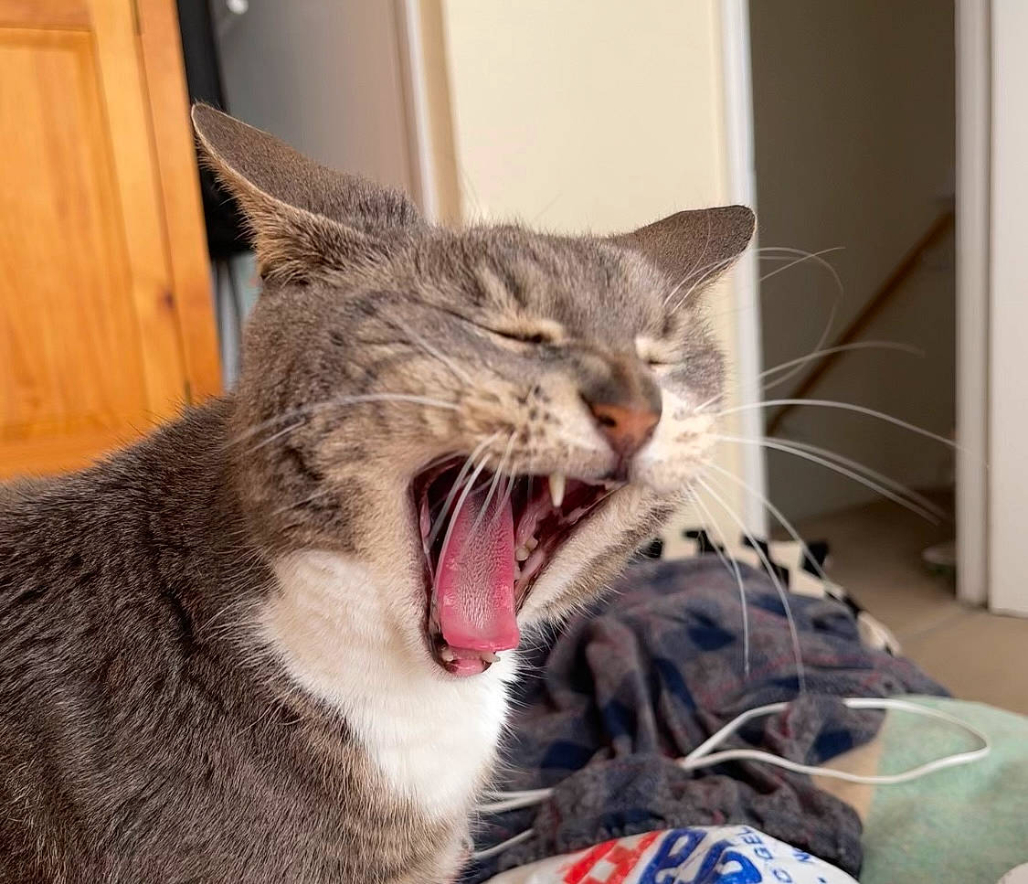 Pebbles joined the competition — help win amazing prizes! carnivore, cat, claw, comfort, domestic_short_haired_cat, fang, felidae, foot, fur, jaw, paw, roar, small_to_medium_sized_cats, snout, terrestrial_animal, tongue, tooth, whiskers, window, yawn