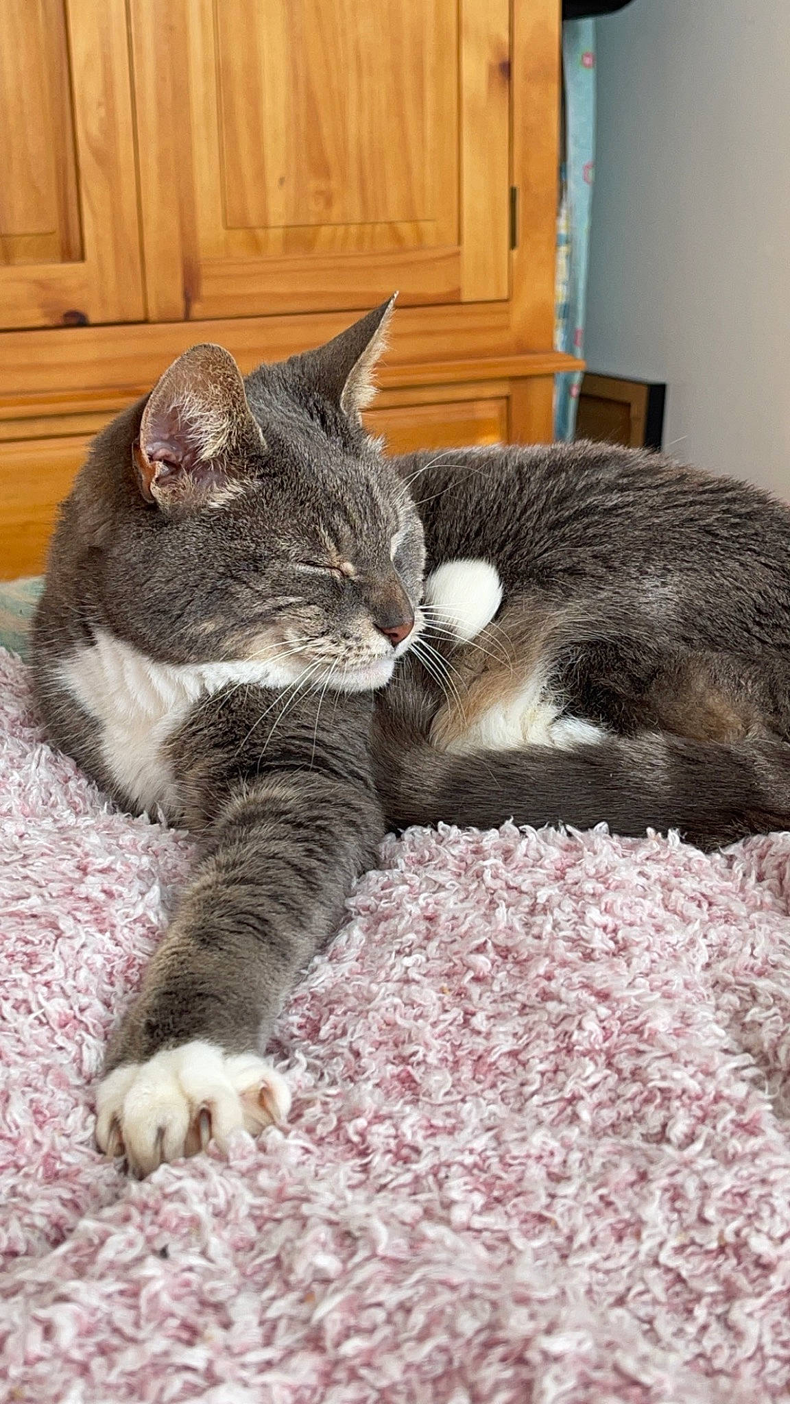 Pebbles joined the competition — help win amazing prizes! cabinetry, carnivore, cat, cat_supply, claw, comfort, domestic_short_haired_cat, felidae, fur, grey, houseplant, nap, paw, sleep, small_to_medium_sized_cats, snout, tail, terrestrial_animal, vertebrate, whiskers