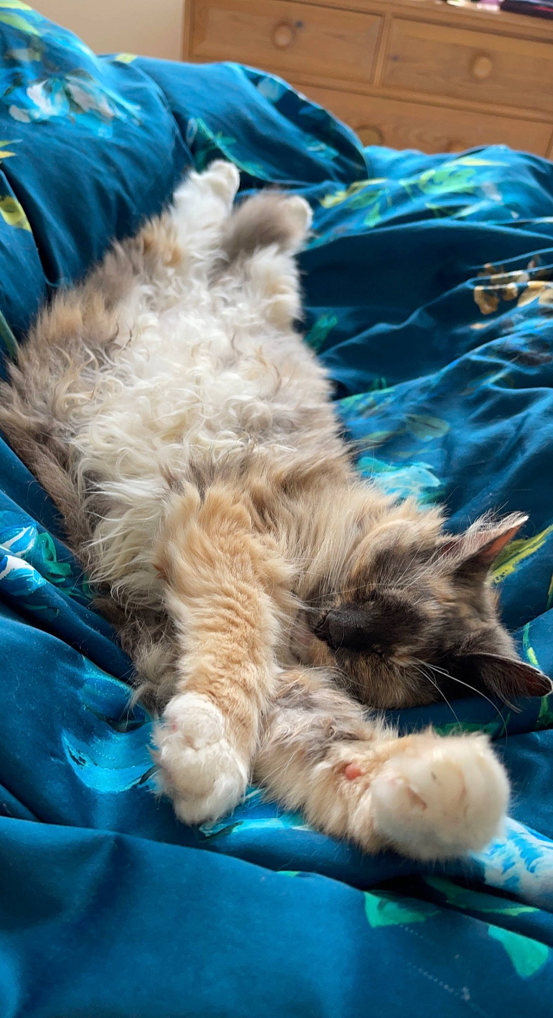 Pippa is registered to the contest to win money with this photo: blue, carnivore, cat, claw, comfort, domestic_short_haired_cat, electric_blue, fawn, felidae, fur, gesture, nap, paw, sleep, small_to_medium_sized_cats, tail, terrestrial_animal, whiskers