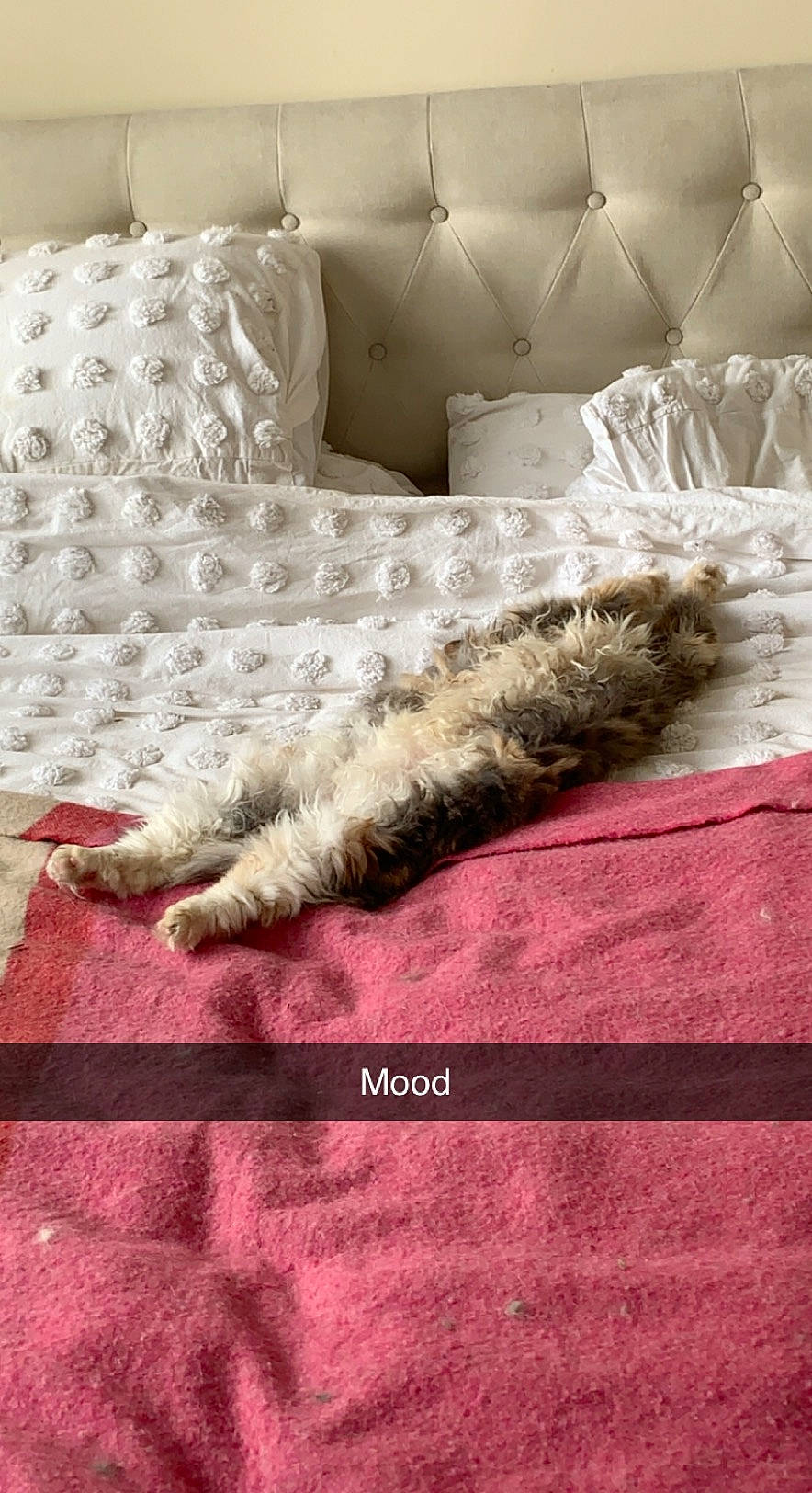 Pippa is registered to the contest to win money with this photo: bedding, bedroom, comfort, couch, felidae, floor, flooring, font, fur, grey, hardwood, linens, pattern, rectangle, room, studio_couch, tail, textile, tints_and_shades, wood