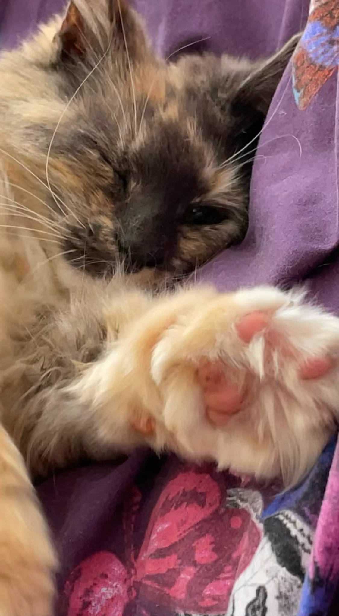 Pippa is registered to the contest to win money with this photo: birman, carnivore, cat, cat_bed, claw, comfort, companion_dog, dog_breed, fawn, felidae, fur, iris, nap, paw, sleep, small_to_medium_sized_cats, snout, tail, terrestrial_animal, whiskers