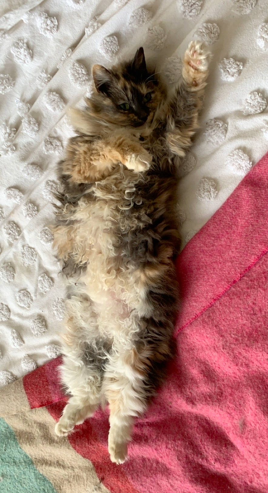 Pippa joined the competition — help win amazing prizes! canidae, carnivore, cat, claw, comfort, dog_breed, fawn, felidae, flooring, fur, linens, pattern, paw, small_to_medium_sized_cats, snout, tail, terrestrial_animal, whiskers