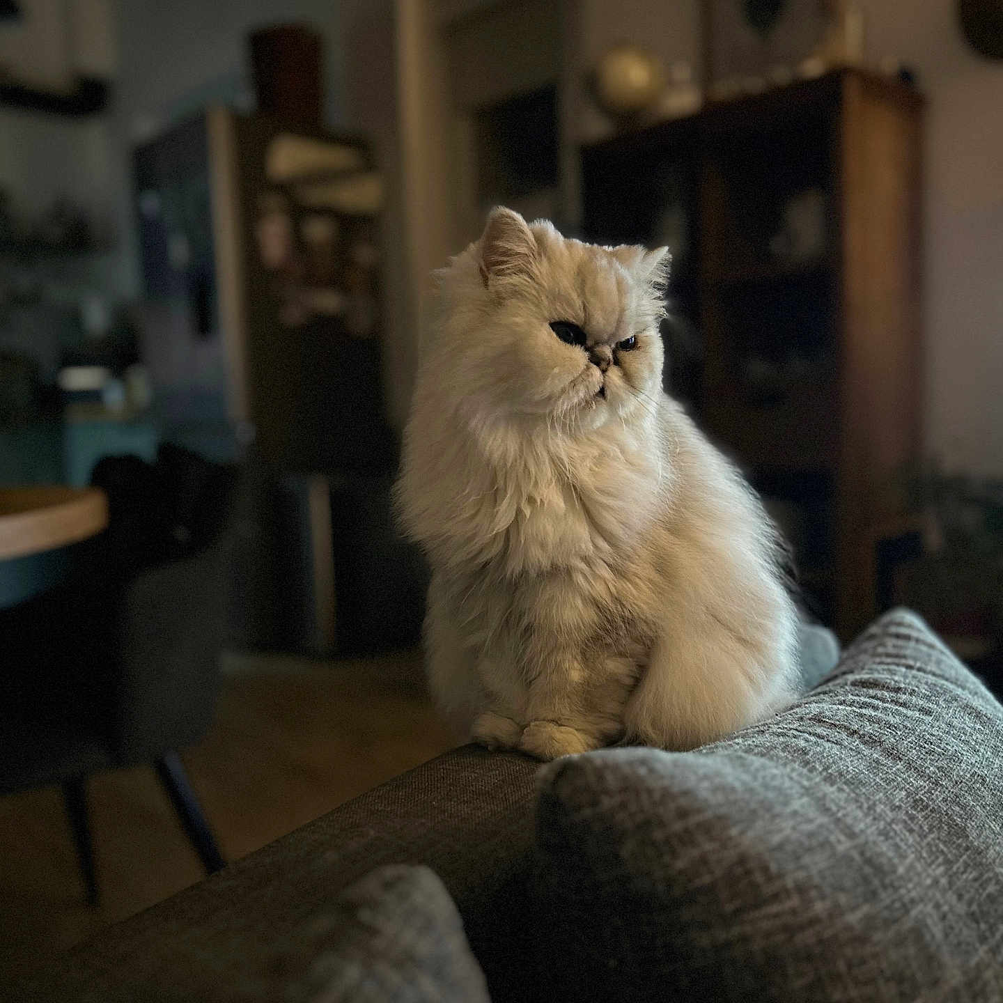 Perle a rejoint le concours — aidez-le/la à gagner de superbes lots ! animal, blurred_background, cat, closeup, couch, cozy, domestic_cat, fluffy, furniture, furry, home, indoor, living_room, persian_cat, pet, portrait, relaxed, sitting, soft_light, white_cat