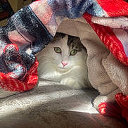 Griffin joined the competition — help win amazing prizes! cat, blanket, cozy, indoor, pet, fur, white_cat, tabby, green_eyes, pink_nose, sunlight, soft_texture, warm, resting, cute, animal, comfort, snug, fabric, relaxation