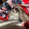 cat, blanket, cozy, indoor, pet, fur, white_cat, tabby, green_eyes, pink_nose, sunlight, soft_texture, warm, resting, cute, animal, comfort, snug, fabric, relaxation
