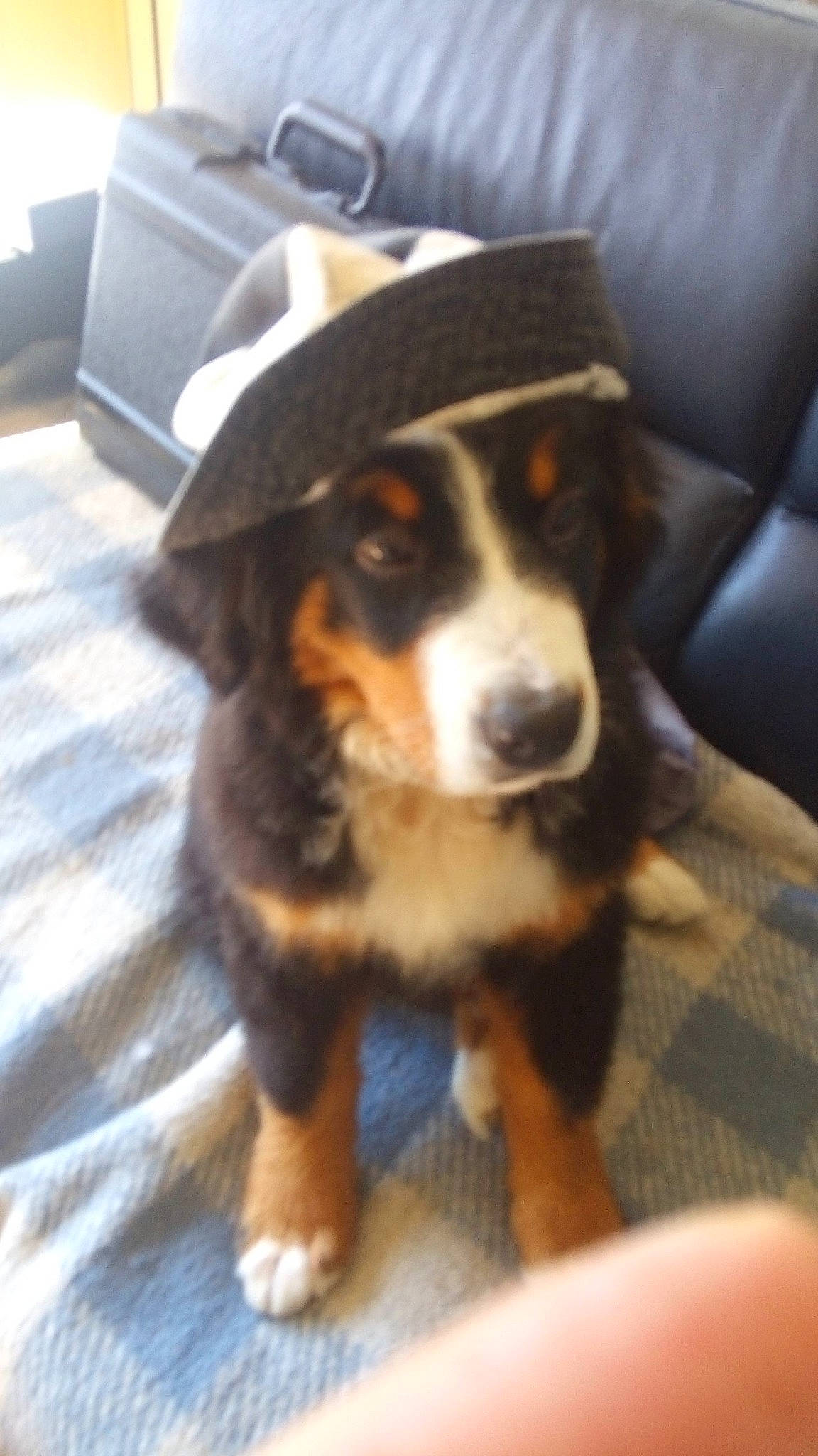 Polka participe au concours pour gagner de l'argent avec cette photo : canidae, carnivore, companion_dog, dog, dog_breed, fur, snout, sporting_group, toy_dog, whiskers, working_animal, working_dog