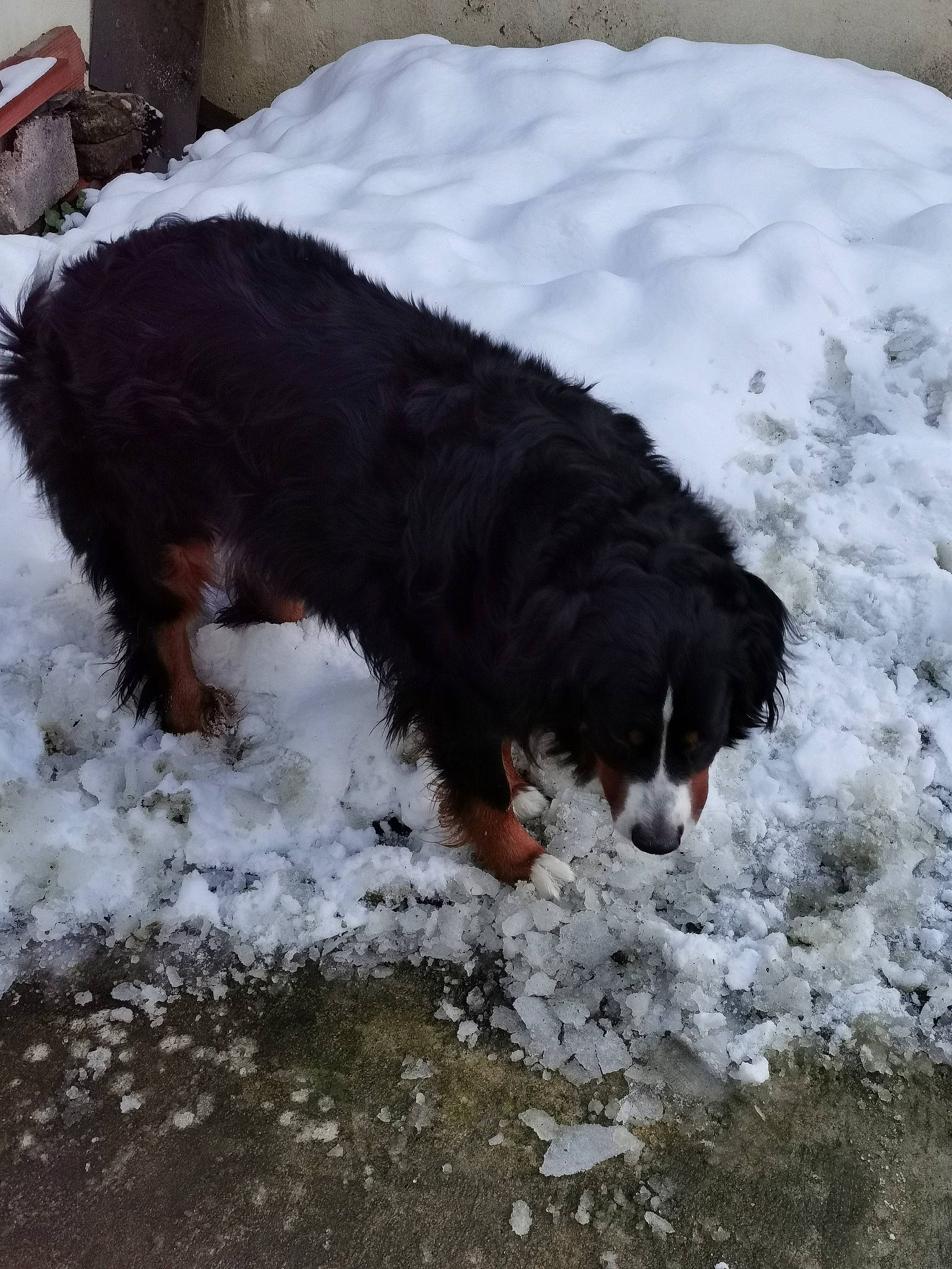Polka participe au concours pour gagner de l'argent avec cette photo : canidae, carnivore, companion_dog, dog, dog_breed, dog_supply, freezing, fur, paw, precipitation, snow, sporting_group, tail, winter, working_dog