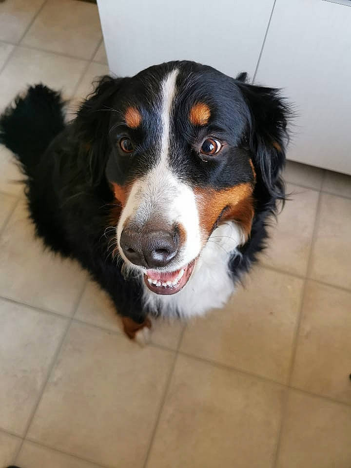 Polka a rejoint le concours — aidez-le/la à gagner de superbes lots ! bernese_mountain_dog, canidae, carnivore, companion_dog, dog, dog_breed, flooring, fur, herding_dog, paw, snout, sporting_group, terrestrial_animal, tile_flooring, whiskers, working_dog