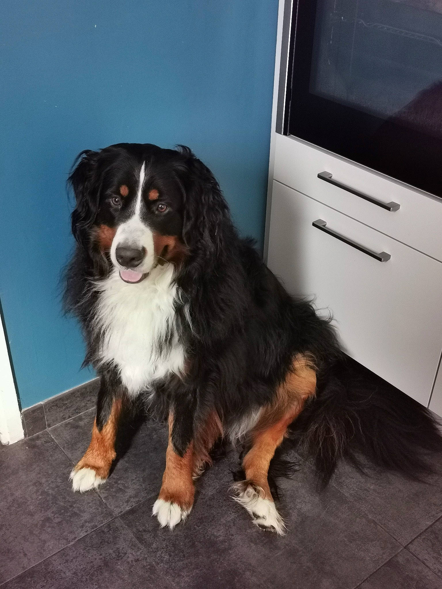 Polka participe au concours pour gagner de l'argent avec cette photo : automotive_tire, bernese_mountain_dog, cabinetry, canidae, carnivore, companion_dog, dog, dog_breed, entertainment_center, flat_panel_display, flooring, fur, hardwood, herding_dog, home_appliance, led_backlit_lcd_display, sporting_group, television, television_set, working_dog