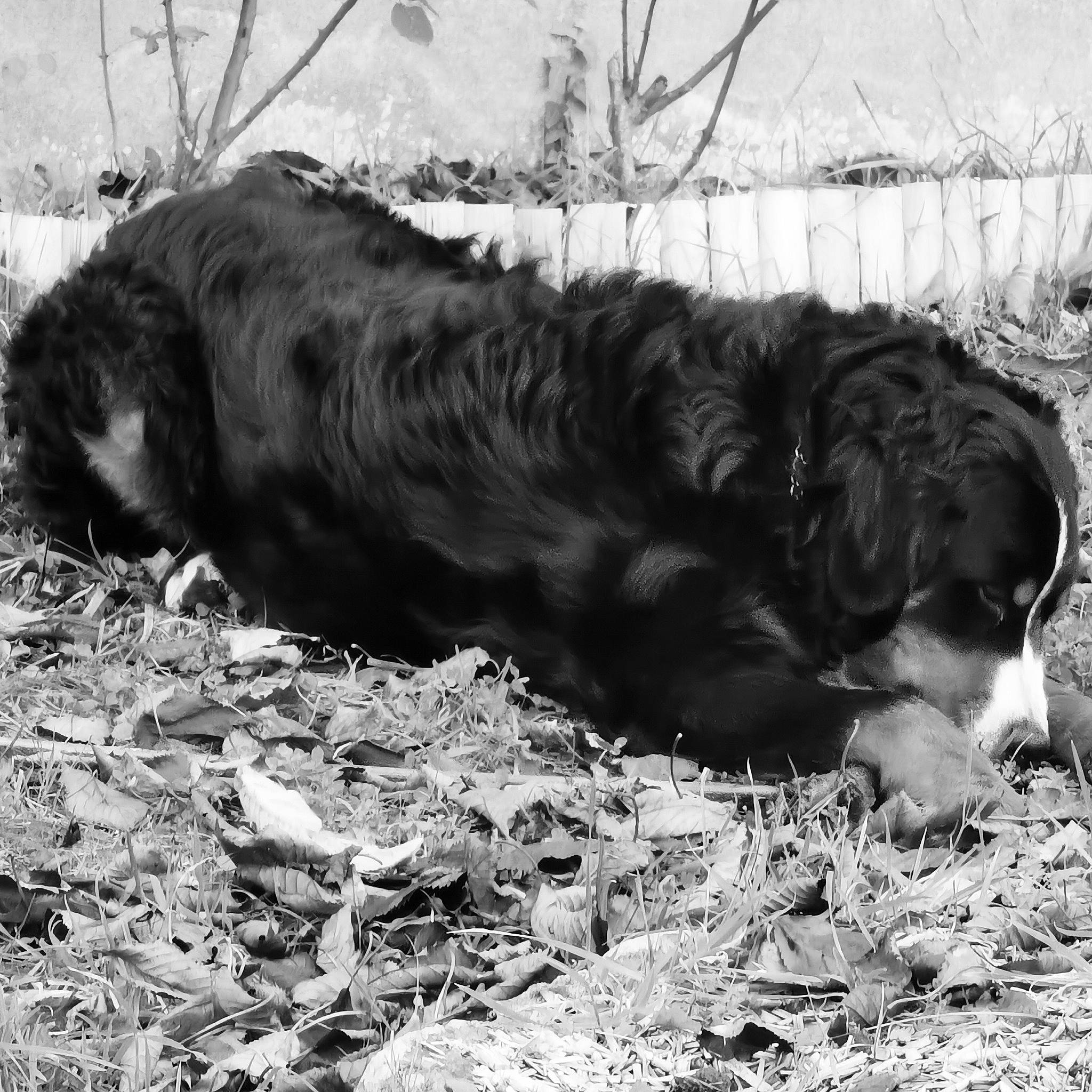 Polka a rejoint le concours — aidez-le/la à gagner de superbes lots ! canidae, carnivore, companion_dog, dog, dog_breed, fur, grass, gun_dog, liver, monochrome, monochrome_photography, soil, spaniel, sporting_group, street_dog, terrestrial_animal, whiskers, working_animal