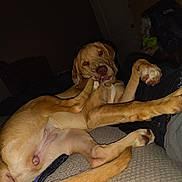 Tigger is registered to the contest to win money with this photo: dog, canine, pet, indoor, couch, furniture, brown_fur, paw, tail, stretching, playful, animal, mammal, domestic_animal, cute, relaxing, tongue, expression, portrait, laying_down