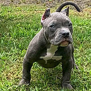 Uhtred is registered to the contest to win money with this photo: adorable, alert, animal, canine, cute, dog, ears, fur, grass, gray_dog, nature, outdoor, pet, puppy, small_dog, snout, standing, tail, white_patch, young_dog