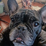 Lala joined the competition — help win amazing prizes! dog, french_bulldog, close_up, indoor, pet, canine, animal, fur, ears, eyes, face, snout, expression, blanket, sofa, cozy, home, floor, background, curious
