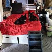 Geegee And Lala joined the competition — help win amazing prizes! dog, bed, blanket, indoor, furniture, pet, stairs, room, table, trash_bin, window, curtain, red, white, sleeping_area, cozy, resting, carpet, household, domestic