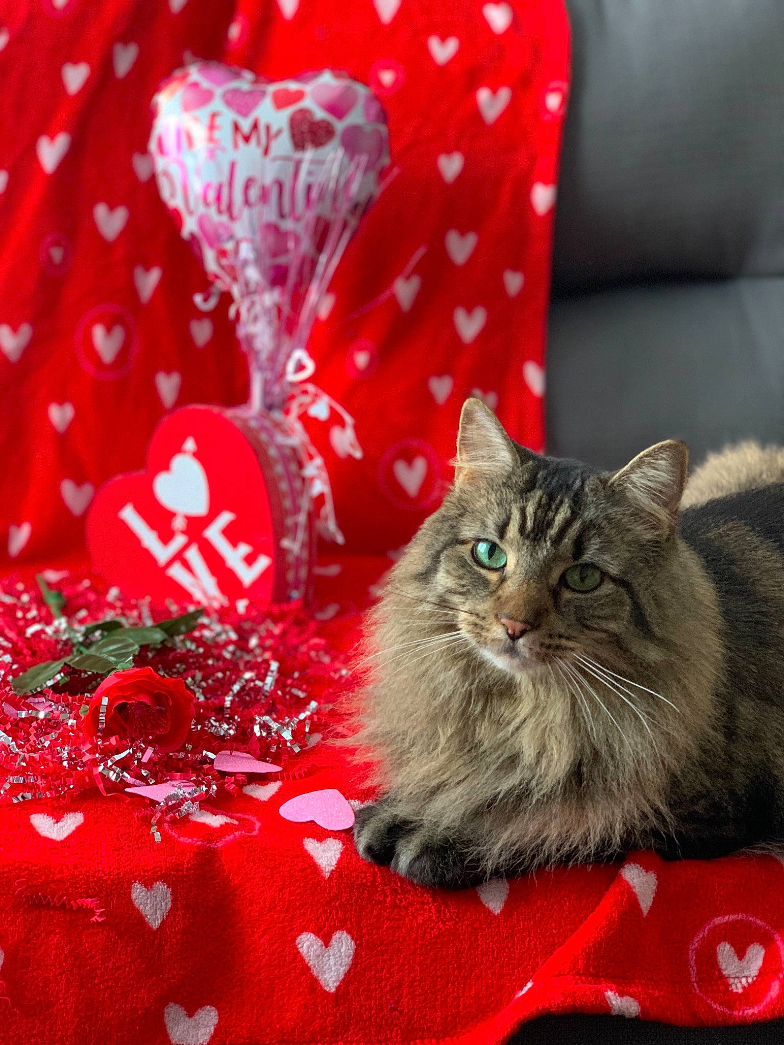 Bee joined the competition — help win amazing prizes! carmine, carnivore, cat, couch, domestic_short_haired_cat, event, felidae, font, fur, holiday, home_accessories, linens, magenta, pattern, petal, pillow, plant, red, small_to_medium_sized_cats, whiskers