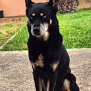 Nixon a rejoint le concours — aidez-le/la à gagner de superbes lots ! dog, black_dog, sitting, outdoor, grass, concrete, palm_tree, house, greenery, pet, canine, ears_up, alert, daylight, yard, nature, animal, portrait, fur, watchful