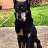 dog, black_dog, sitting, outdoor, grass, concrete, palm_tree, house, greenery, pet, canine, ears_up, alert, daylight, yard, nature, animal, portrait, fur, watchful