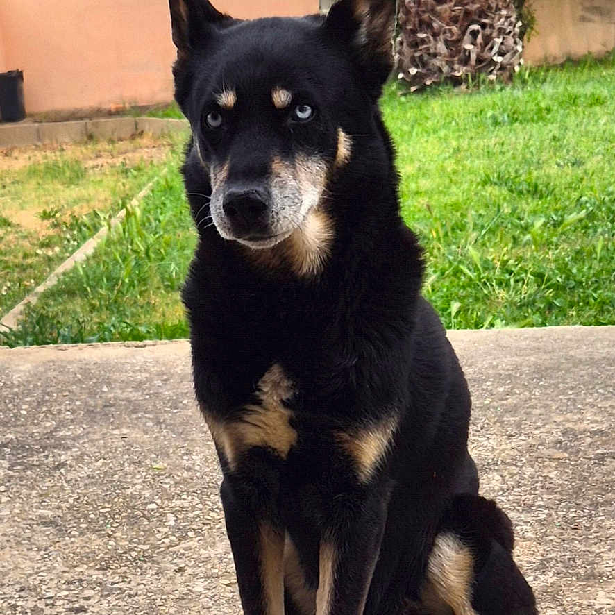 Nixon a rejoint le concours — aidez-le/la à gagner de superbes lots ! dog, black_dog, sitting, outdoor, grass, concrete, palm_tree, house, greenery, pet, canine, ears_up, alert, daylight, yard, nature, animal, portrait, fur, watchful
