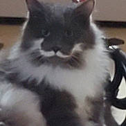 Vinny is registered to the contest to win money with this photo: cat, fluffy, gray, white, mustache_marking, pet, indoor, floor, animal, cute, sitting, feline, whiskers, paws, relaxed, domestic, fur, looking, face, household