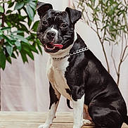 Tayson participe au concours pour gagner de l'argent avec cette photo : dog, black_and_white, sitting, tongue_out, chain_collar, wooden_surface, indoor, plants, greenery, pet, animal, portrait, happy, cute, canine, domestic_animal, fur, ears, eyes, snout