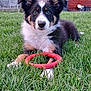 puppy, dog, grass, toy, red_ring, outdoor, pet, animal, fence, wooden_shed, greenery, cute, young_dog, playful, fur, ears, nose, front_paws, nature, daylight