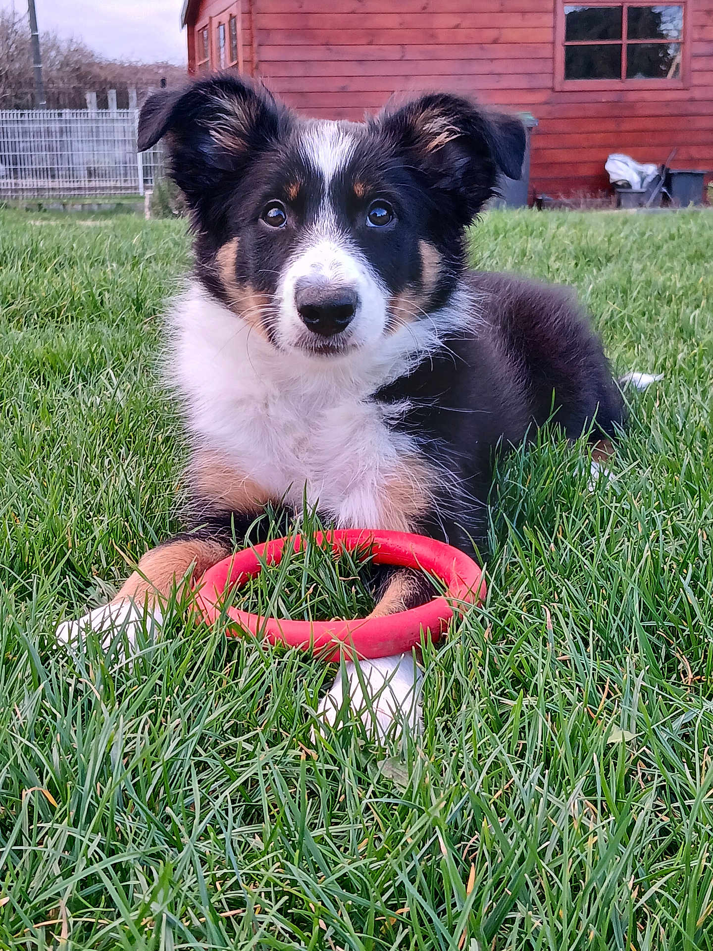 Athéna a rejoint le concours — aidez-le/la à gagner de superbes lots ! puppy, dog, grass, toy, red_ring, outdoor, pet, animal, fence, wooden_shed, greenery, cute, young_dog, playful, fur, ears, nose, front_paws, nature, daylight