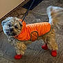 accessory, animal, canine, clothing, companion, cute, dog, fluffy, fur, indoor, leash, leash_hooked, looking_up, orange_jacket, pet, red_booties, small_dog, tail_wagging, tile_floor, walking