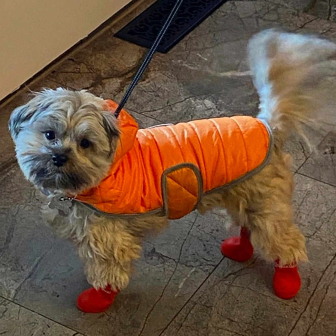 Zoey is registered to the contest to win money with this photo: accessory, animal, canine, clothing, companion, cute, dog, fluffy, fur, indoor, leash, leash_hooked, looking_up, orange_jacket, pet, red_booties, small_dog, tail_wagging, tile_floor, walking