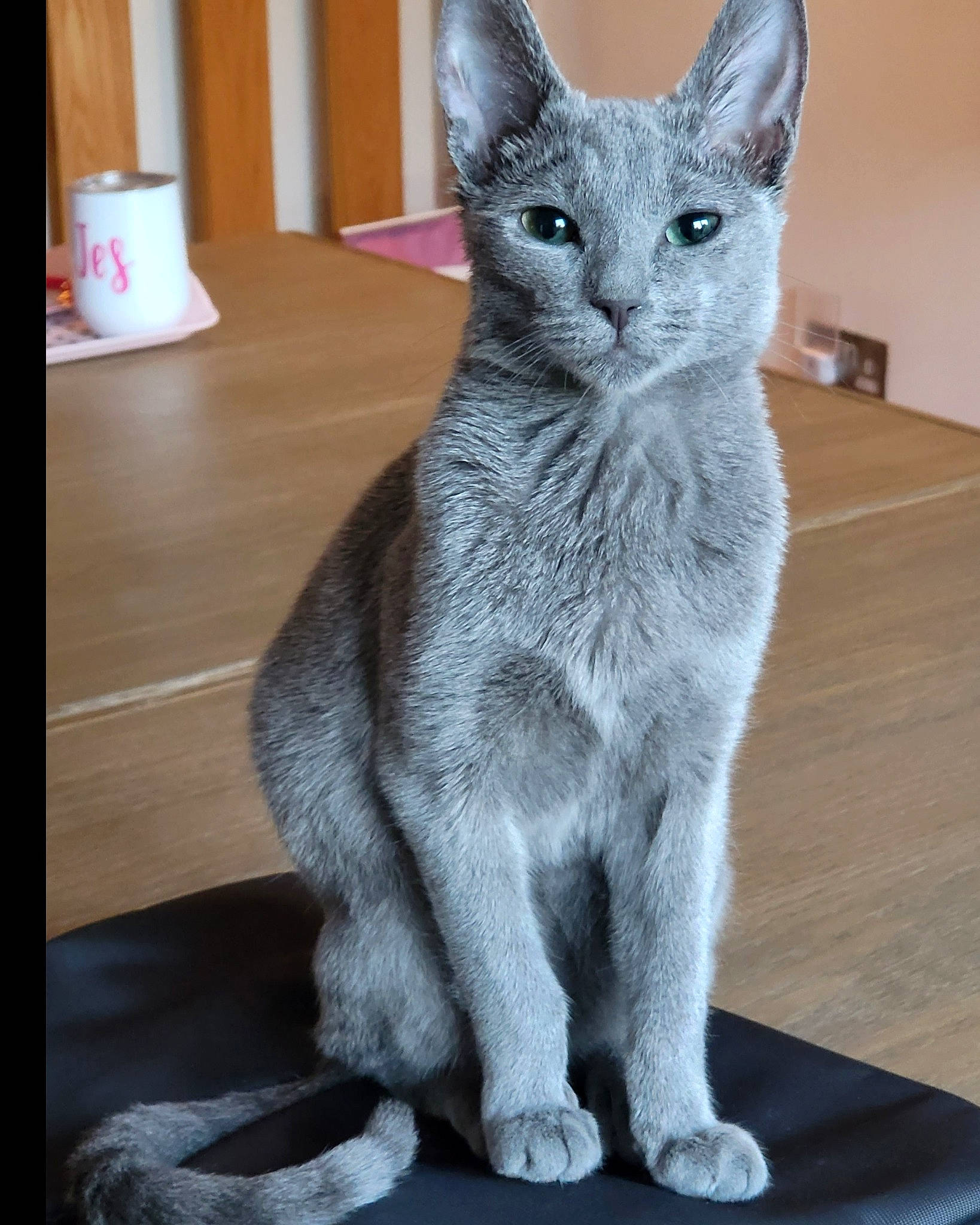 Megatron is registered to the contest to win money with this photo: art, carnivore, cat, domestic_short_haired_cat, felidae, fur, grey, hardwood, russian_blue, sculpture, small_to_medium_sized_cats, tail, terrestrial_animal, whiskers, window