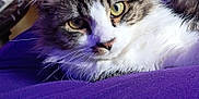 Zumi is registered to the contest to win money with this photo: animal, cat, close_up, cozy, cute, domestic_animal, ears, fabric, feline, fur, indoor, muzzle, pet, portrait, purple, relaxed, tabby, whiskers, white_fur, yellow_eyes